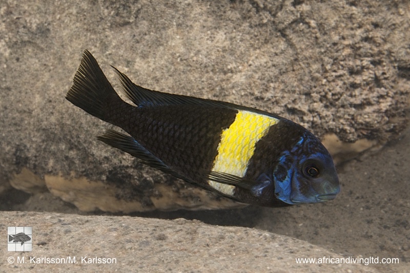 Tropheus duboisi 'Maswa Point'